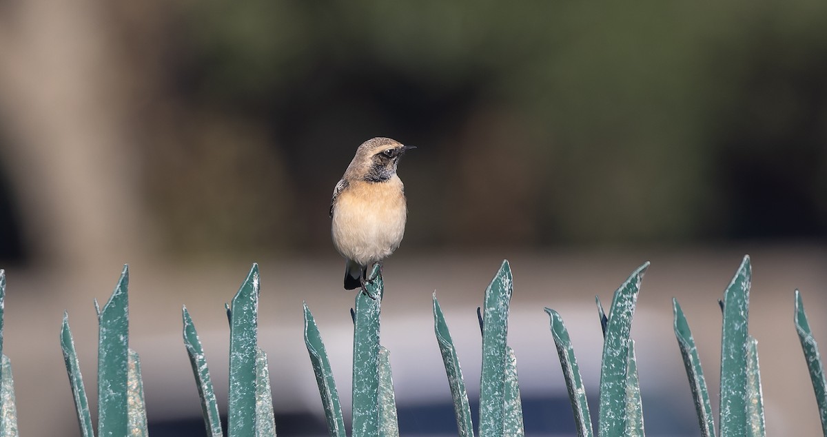 Pied Wheatear - ML610236594