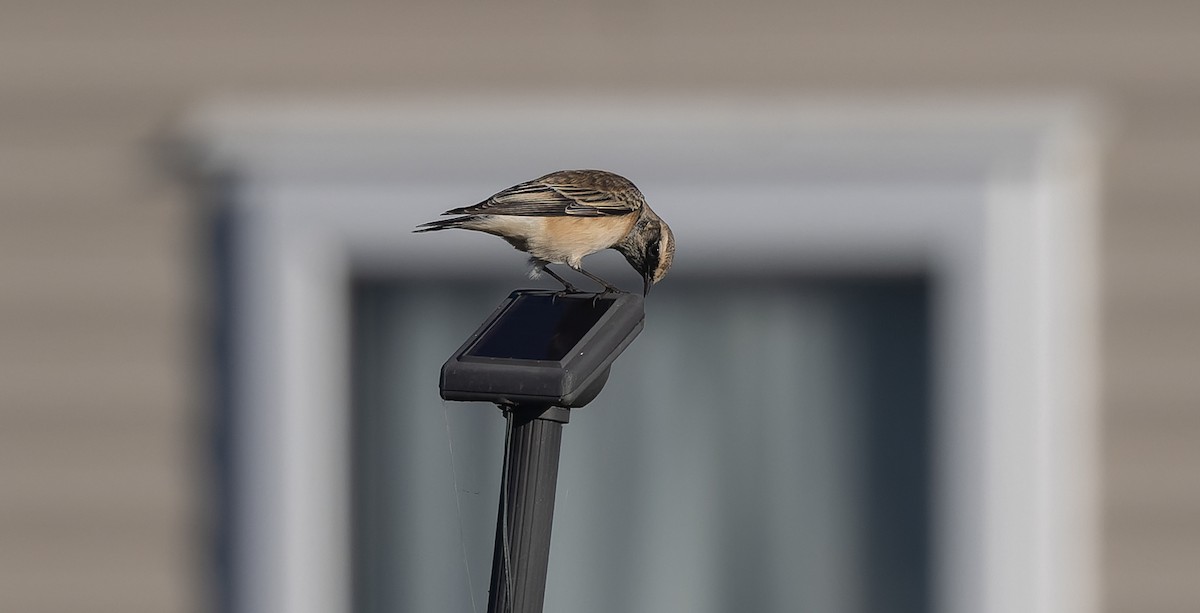 Pied Wheatear - ML610236595