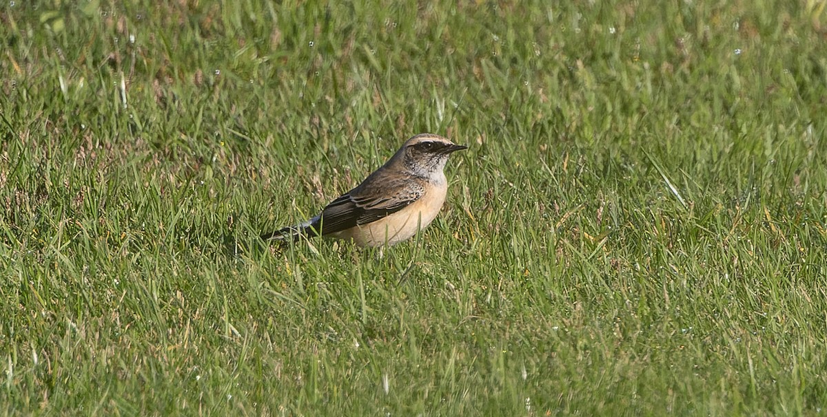 Pied Wheatear - ML610236599