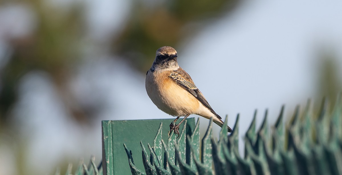 Pied Wheatear - ML610236602