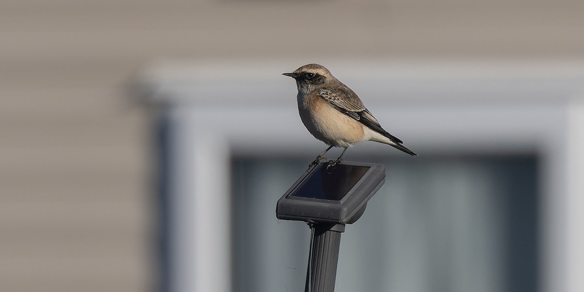 Pied Wheatear - Brian Small