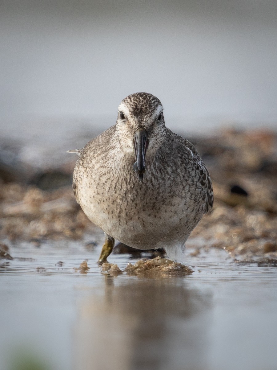 Red Knot - ML610236642