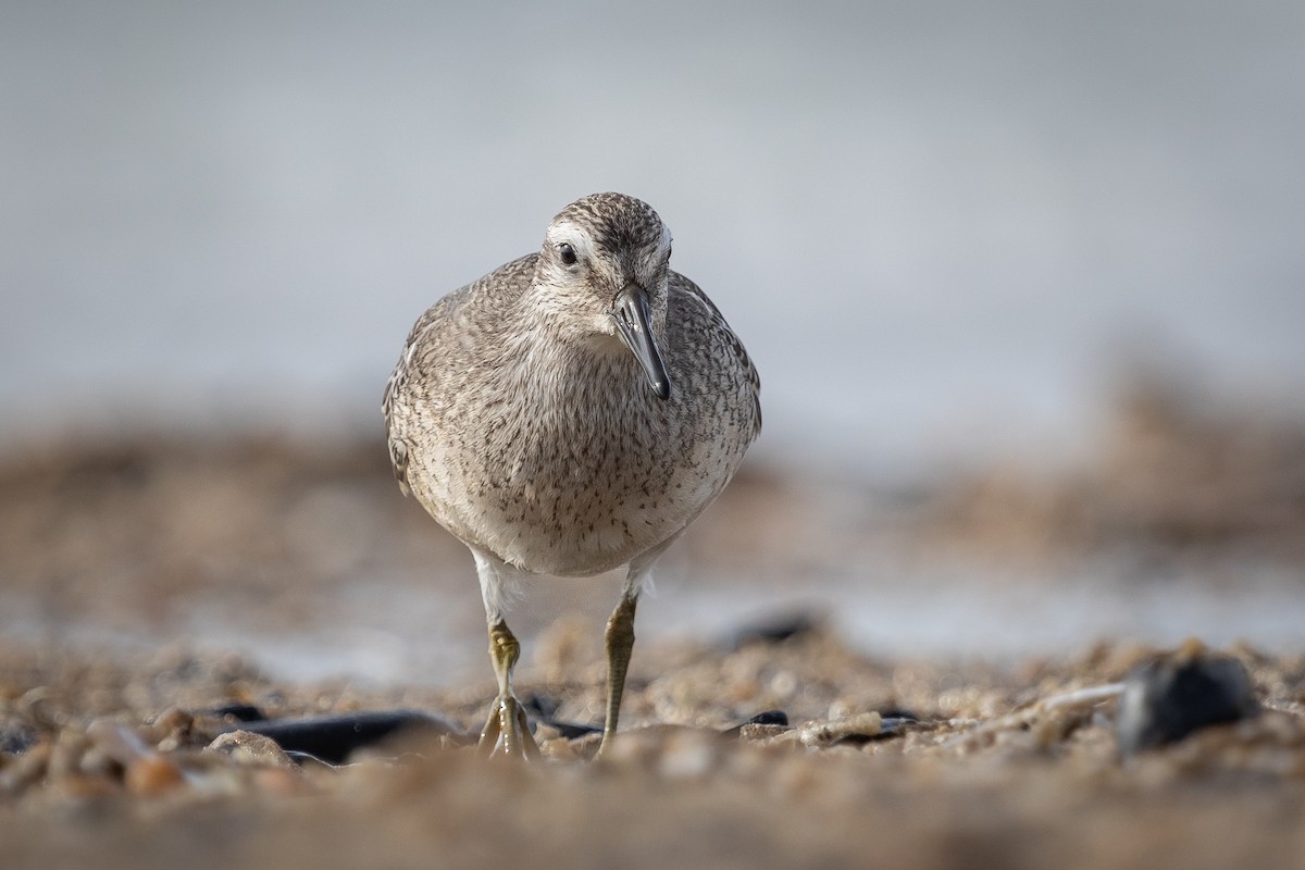 Red Knot - ML610236643