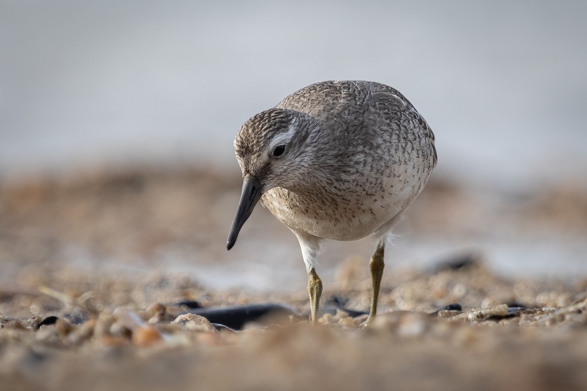 Red Knot - ML610236644