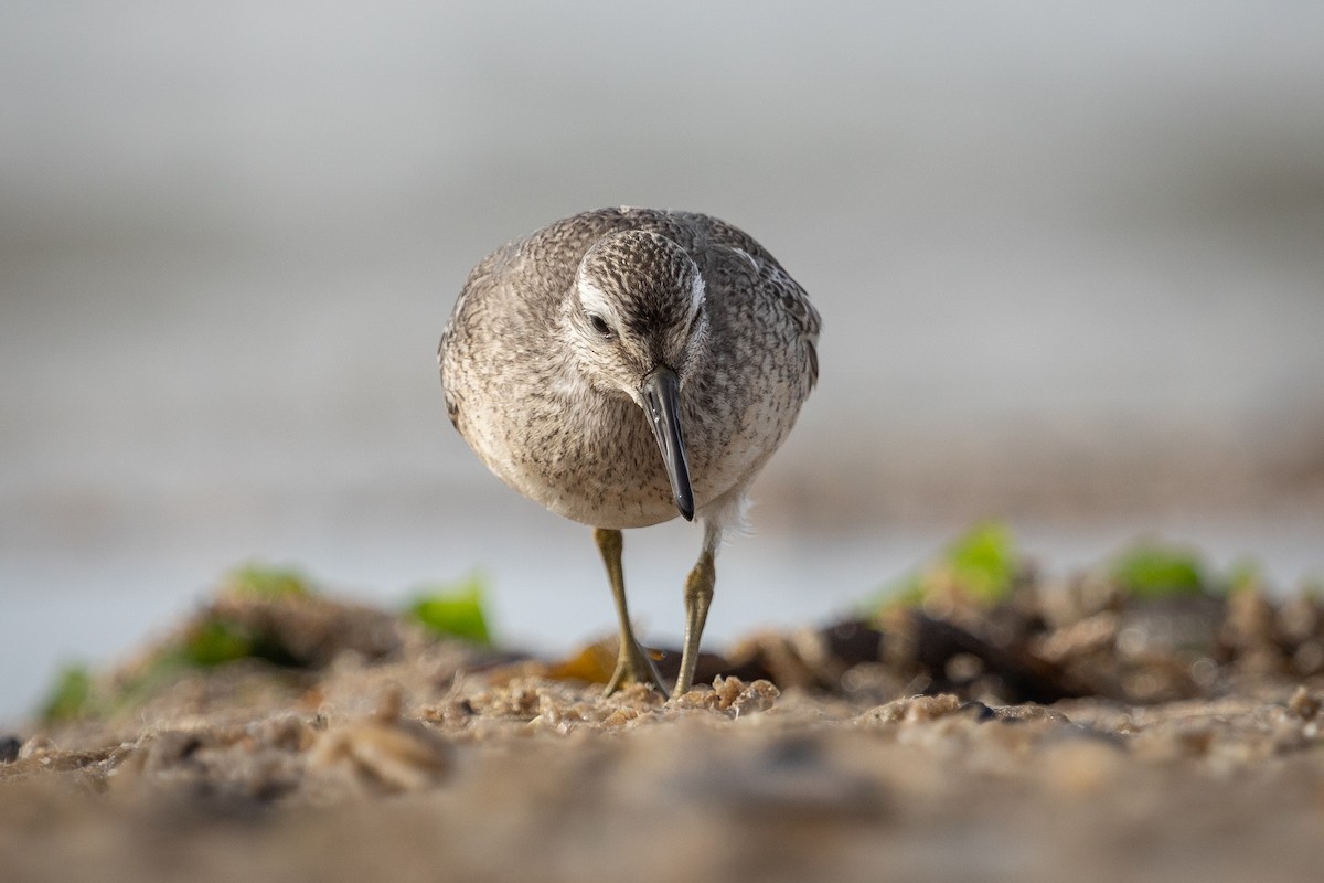 Red Knot - ML610236646