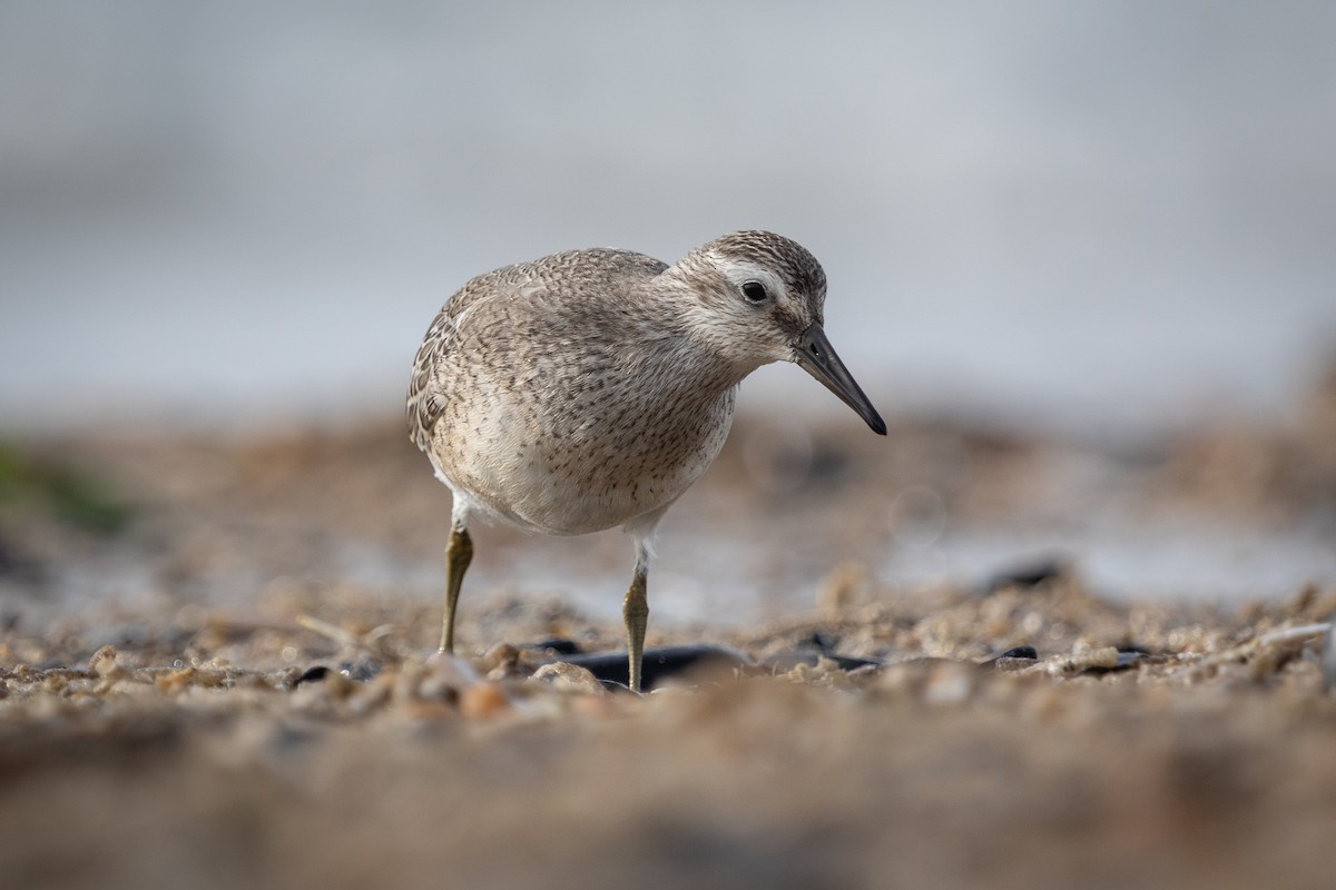 Red Knot - ML610236652