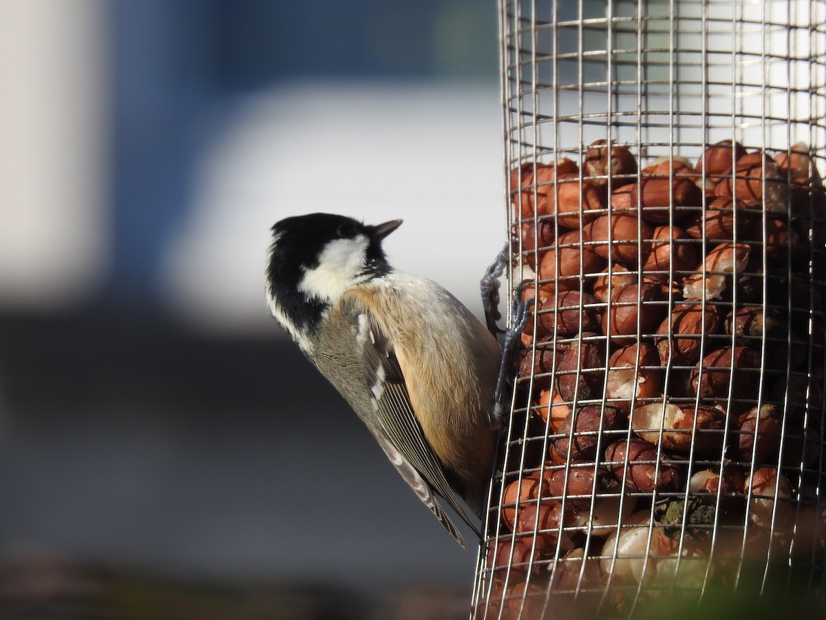 Coal Tit - Alan Younger