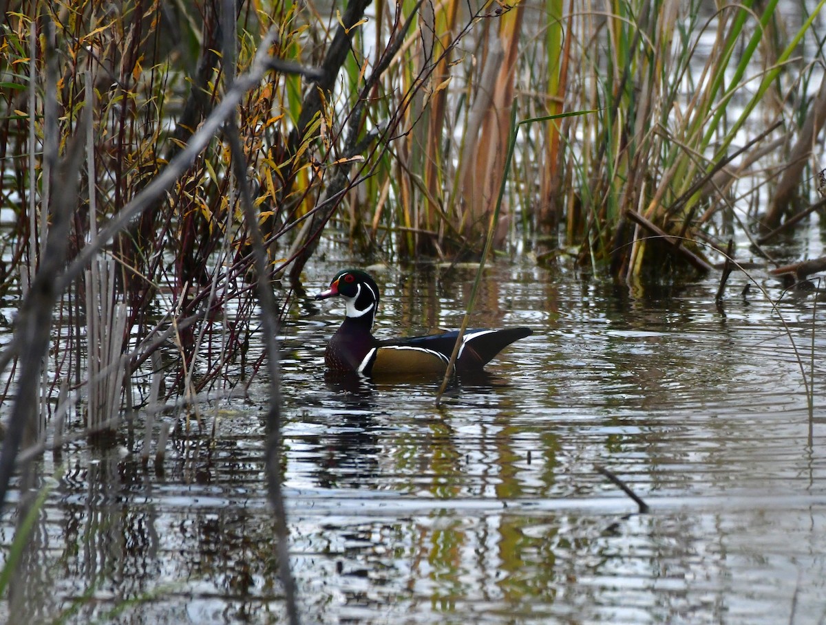 Wood Duck - ML610236804