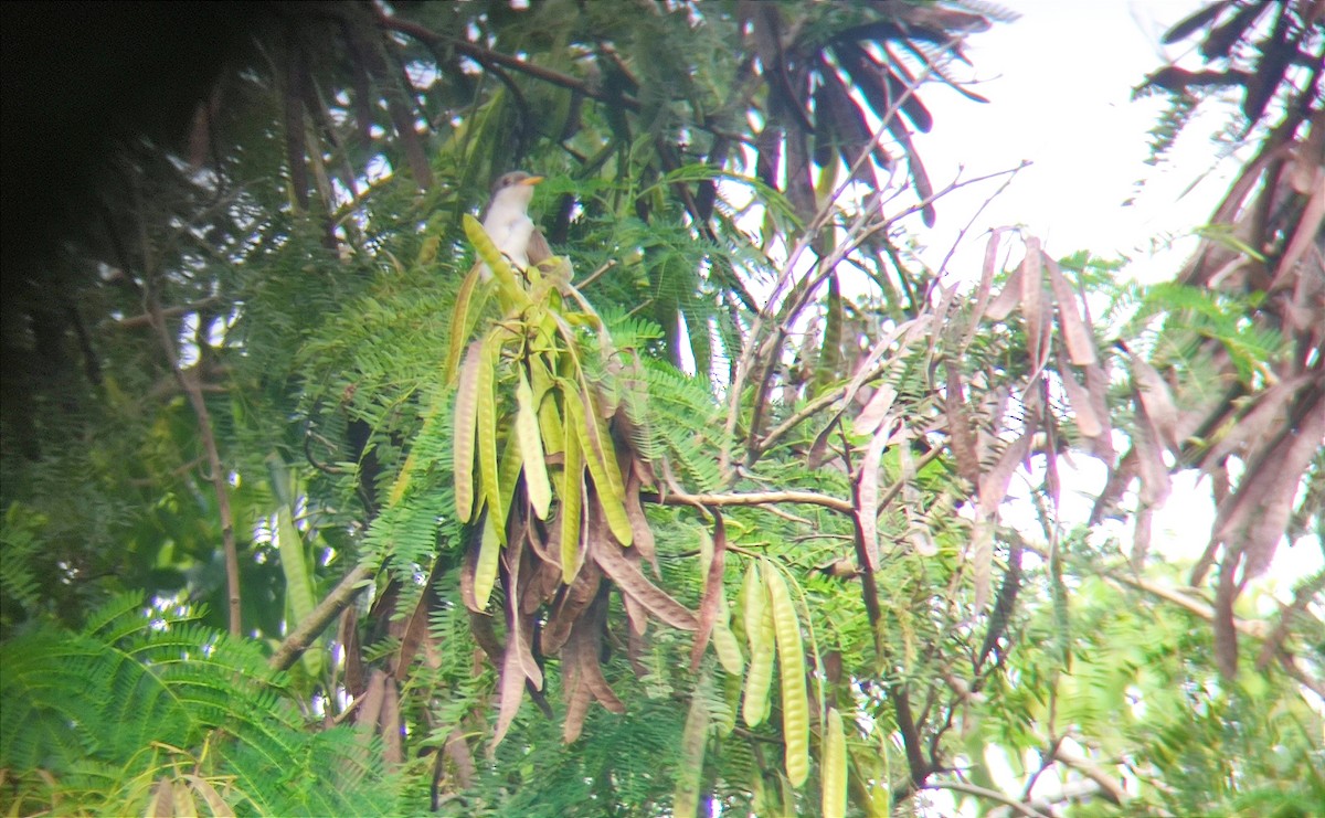 Yellow-billed Cuckoo - ML610236962