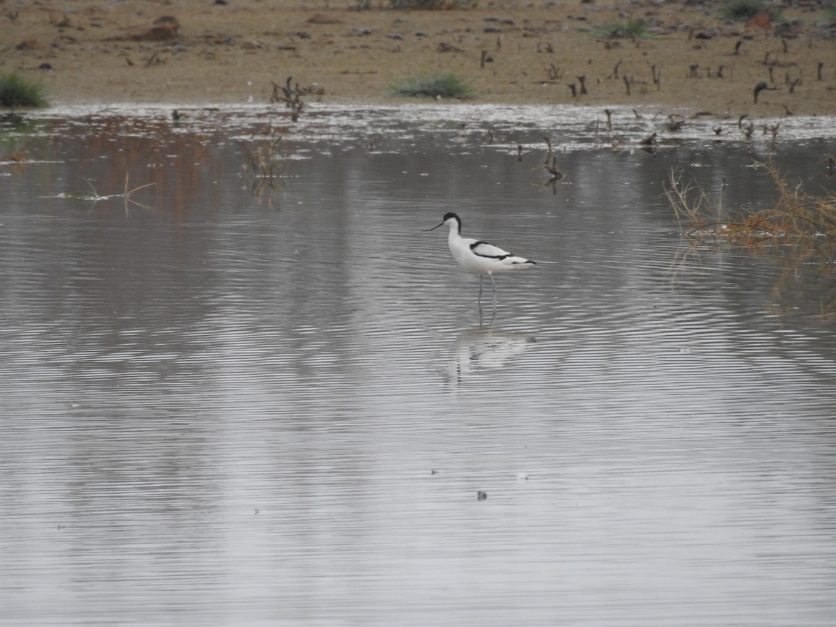 Avoceta Común - ML610237241