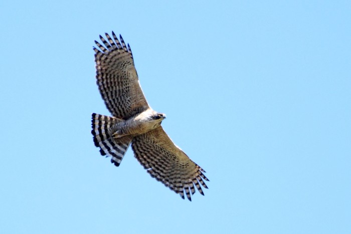 Mountain Hawk-Eagle - ML610237285