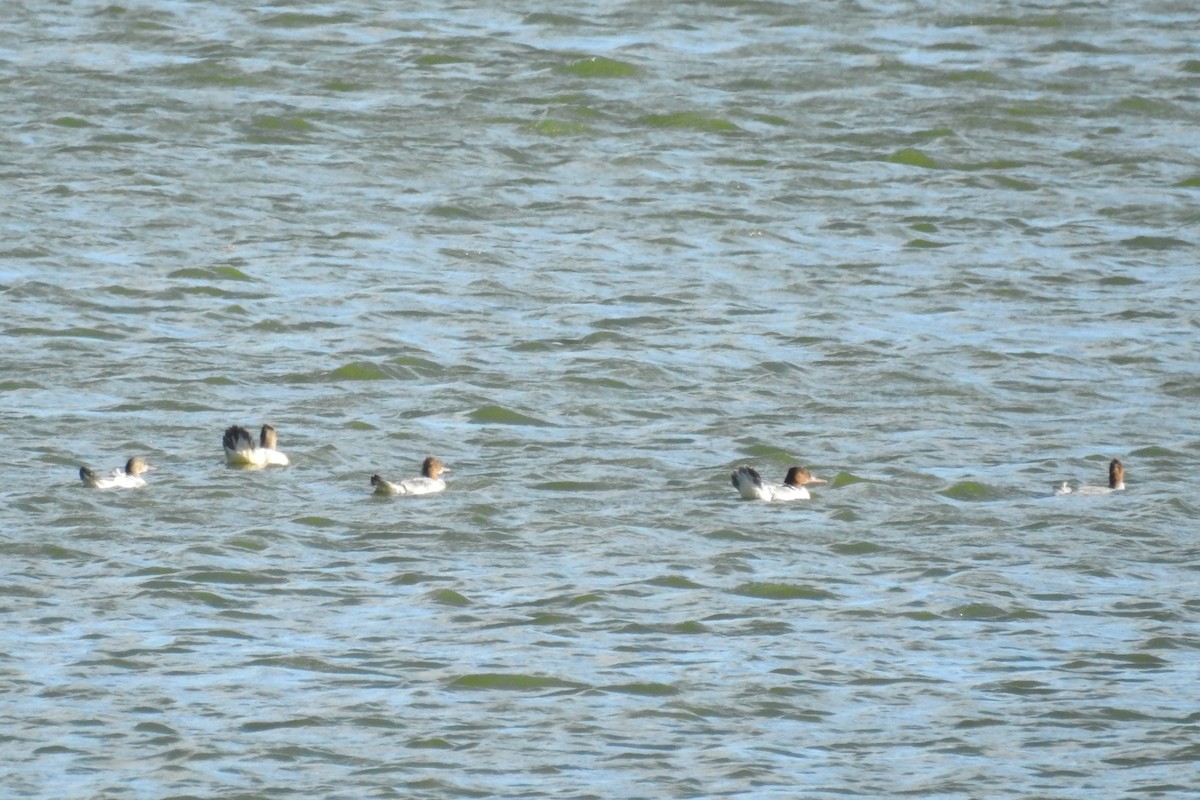 Common Merganser - ML610237289