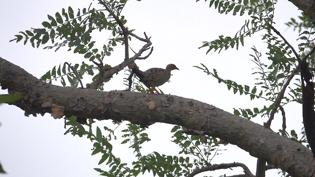 Painted Francolin - ML610237363