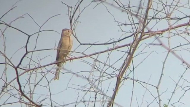 Gray-necked Bunting - ML610237381