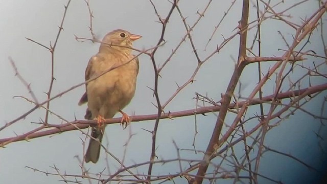 Gray-necked Bunting - ML610237382