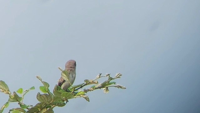 Bay-backed Shrike - ML610237403