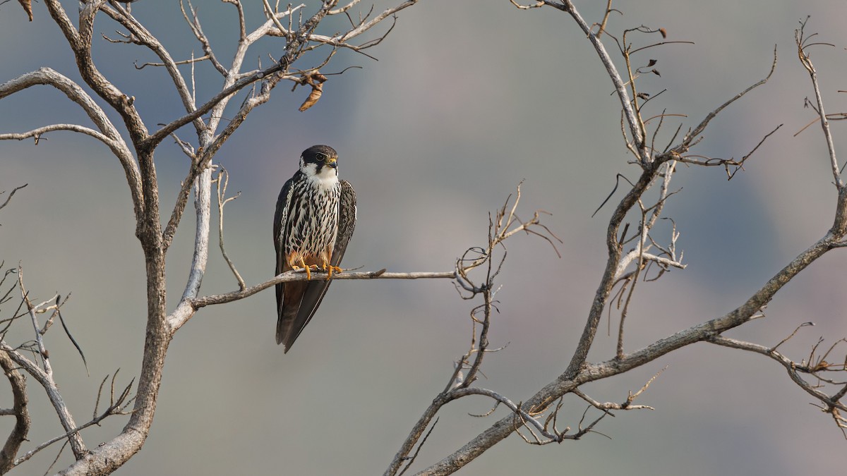 Eurasian Hobby - ML610237410