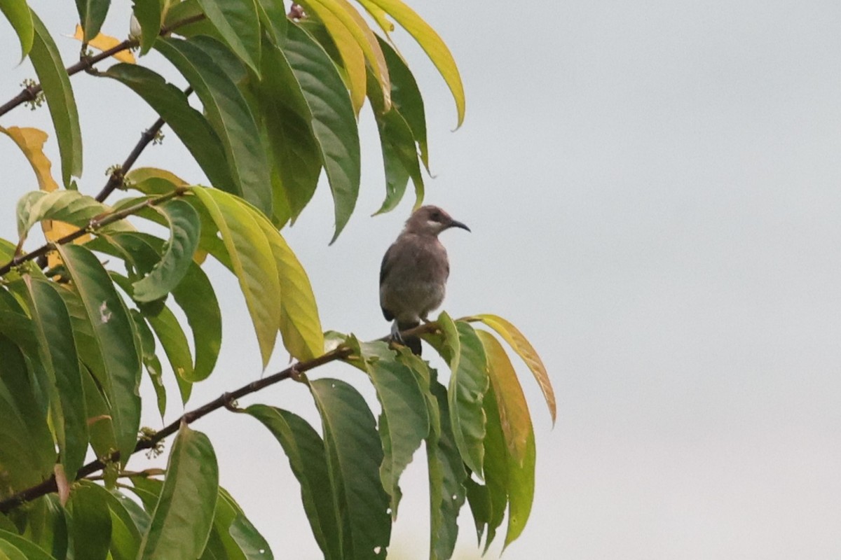 White-chinned Myzomela - ML610237443