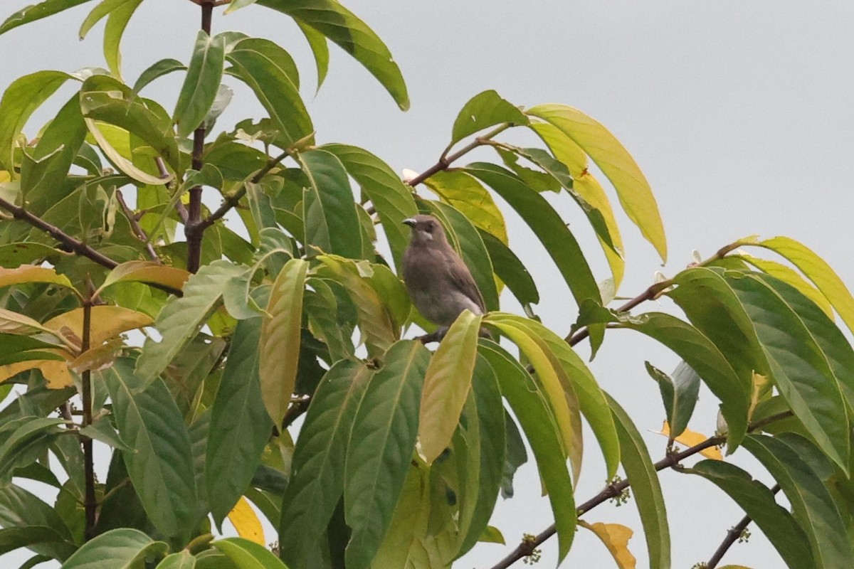 White-chinned Myzomela - ML610237444