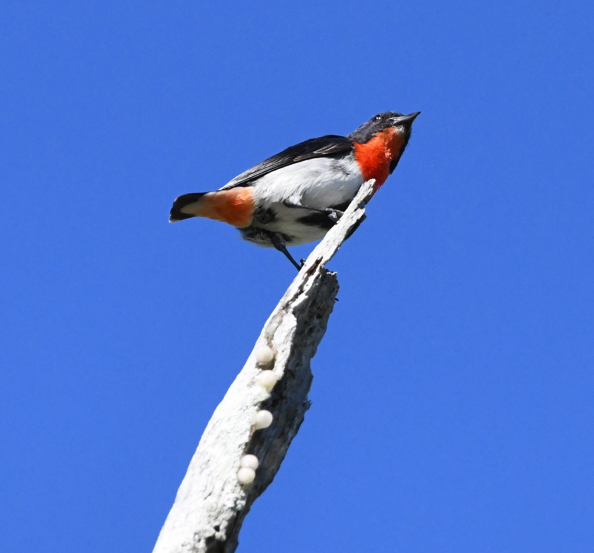 Mistletoebird - ML610237623