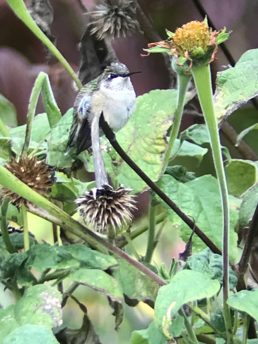 Colibri à gorge rubis - ML610237679