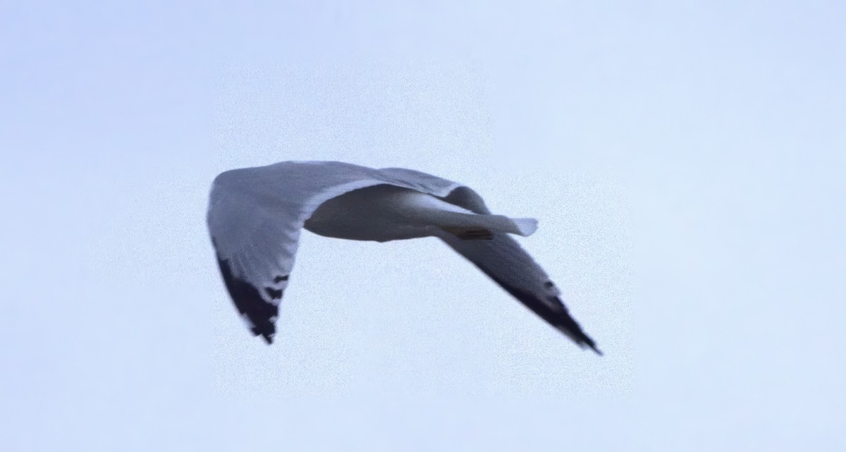 Ring-billed Gull - ML610237747