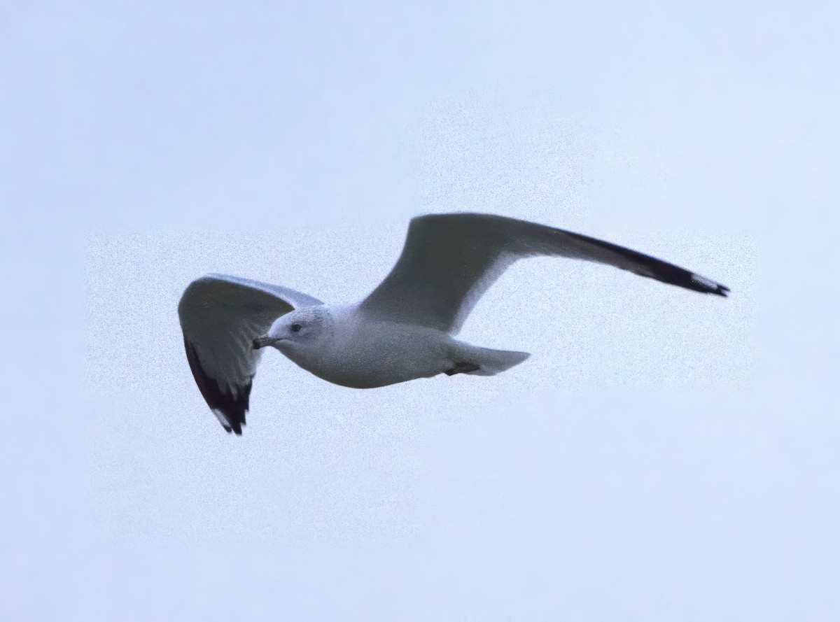 Ring-billed Gull - David Nicosia