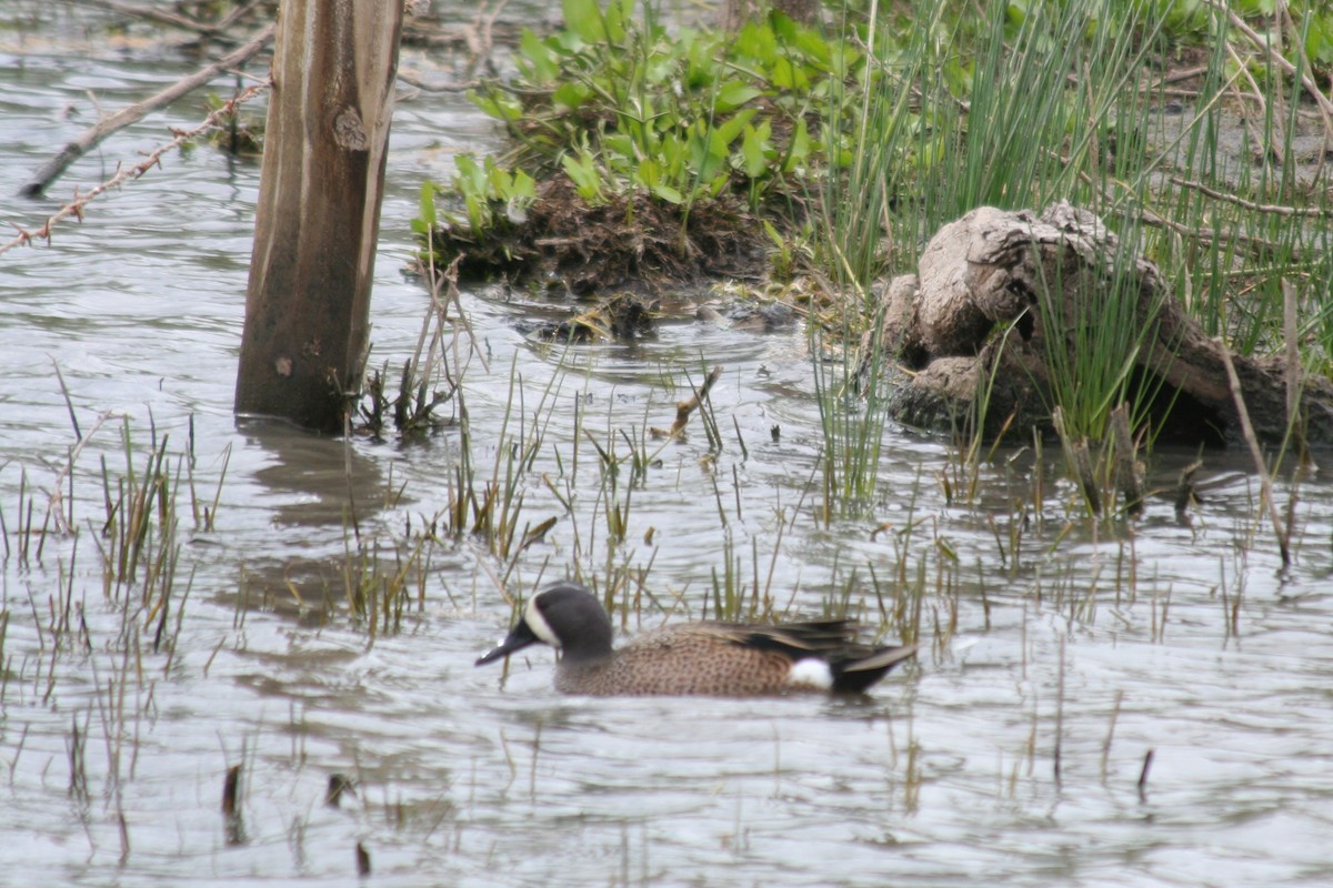 Blue-winged Teal - Gary Bowman