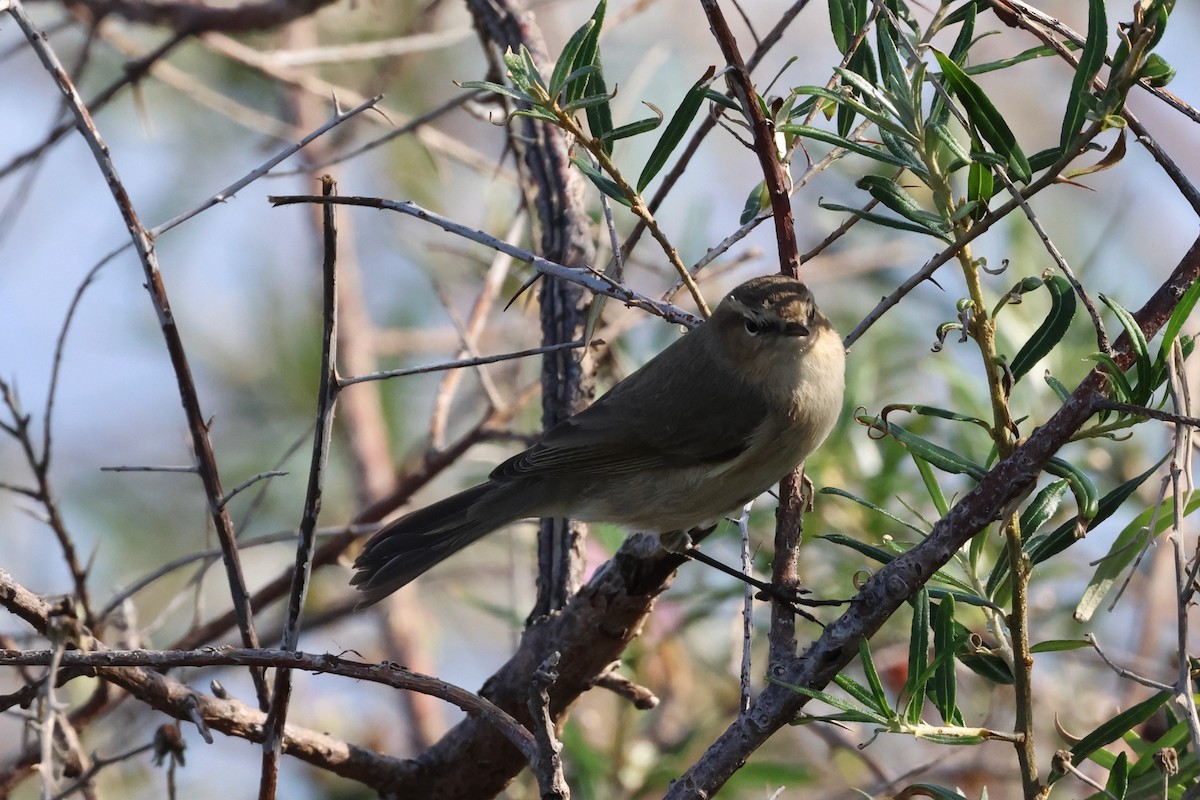 Mountain Chiffchaff (Caucasian) - ML610237771