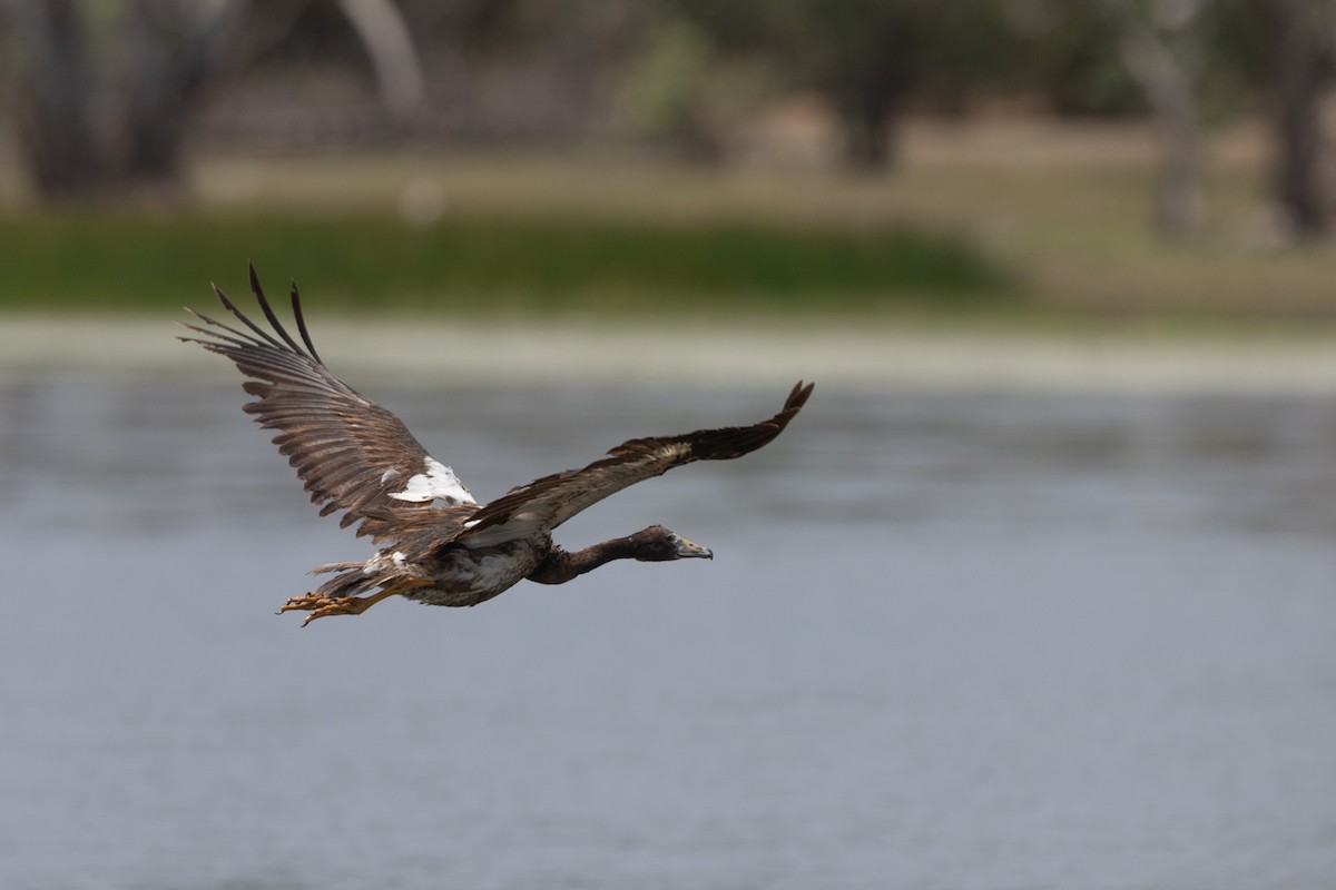 Magpie Goose - ML610237772