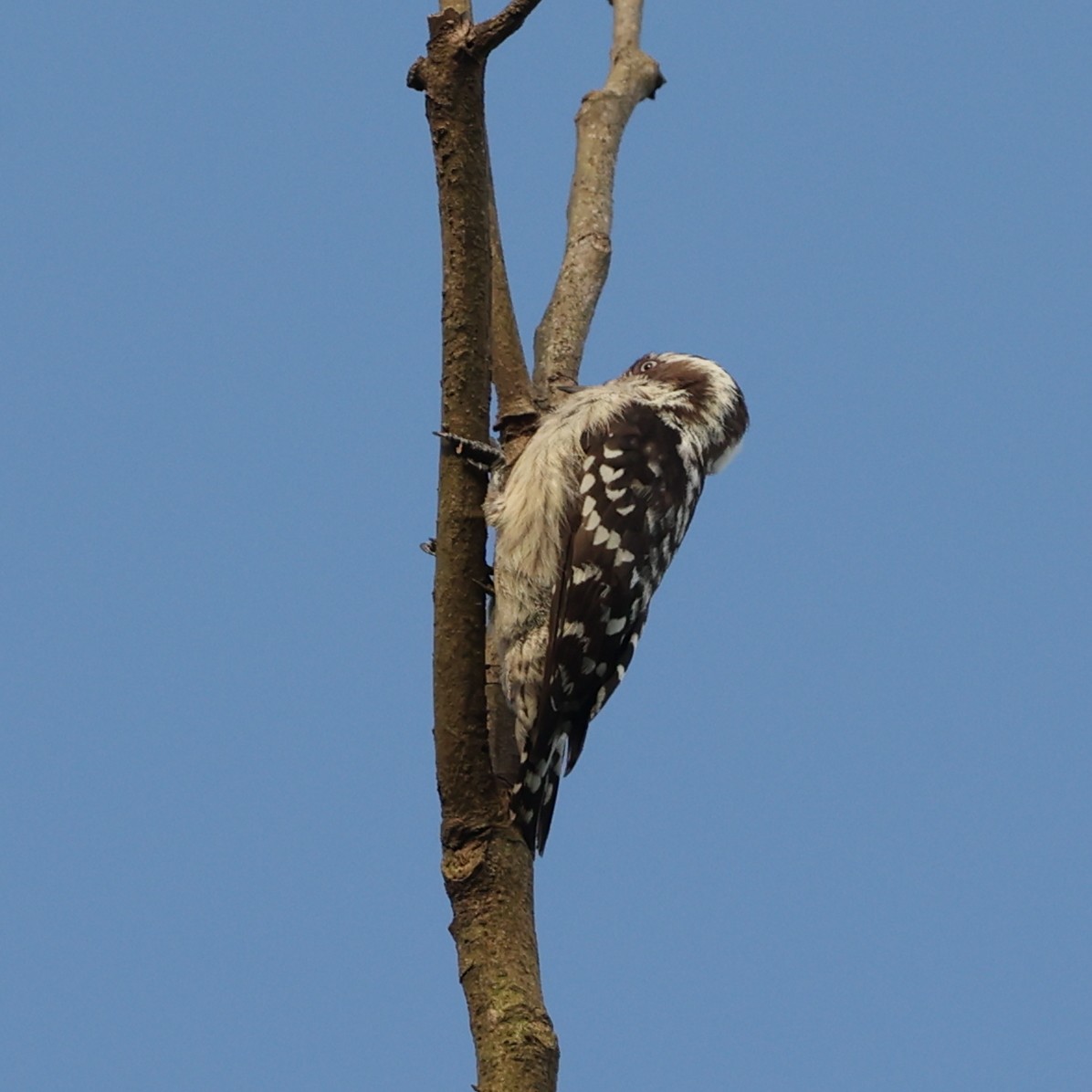Brown-capped Pygmy Woodpecker - ML610237808
