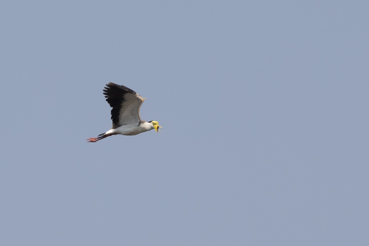 Masked Lapwing (Masked) - ML610237885