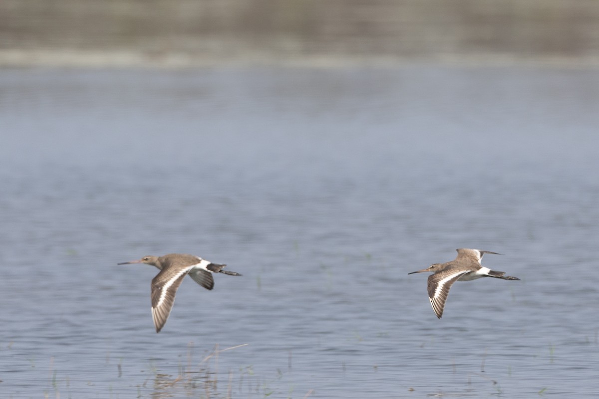 Black-tailed Godwit - Adrian Boyle