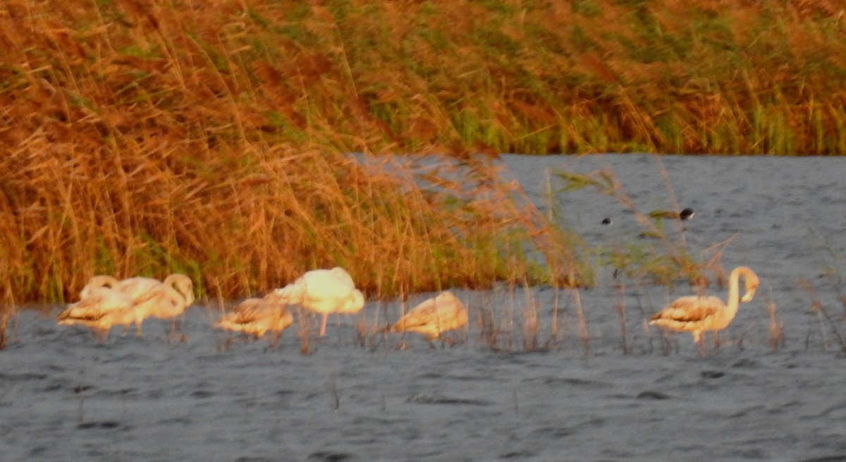 Greater Flamingo - ML610237900