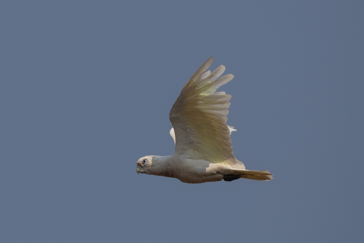 Little Corella - ML610237905