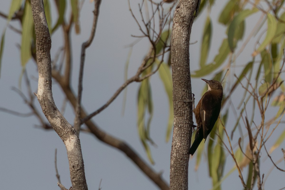 Black-tailed Treecreeper - ML610237910