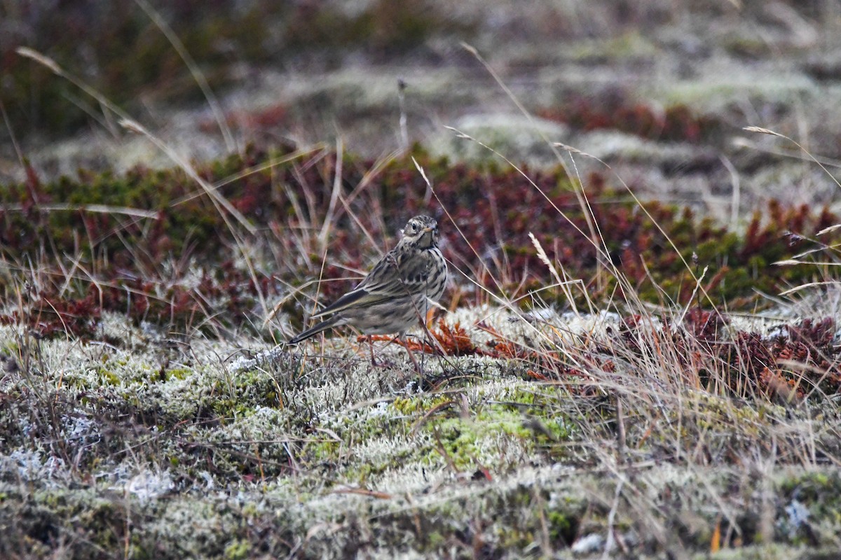 Meadow Pipit - Benjamin Filreis