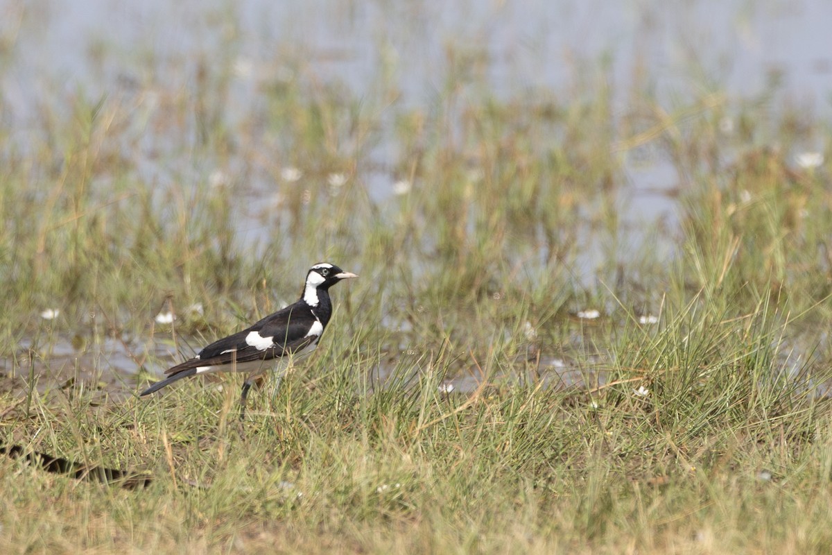 Magpie-lark - Adrian Boyle