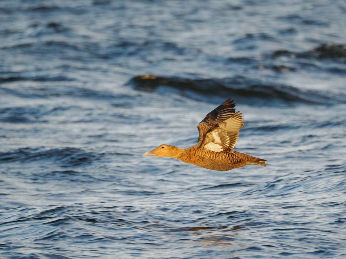 Common Eider - ML610237930