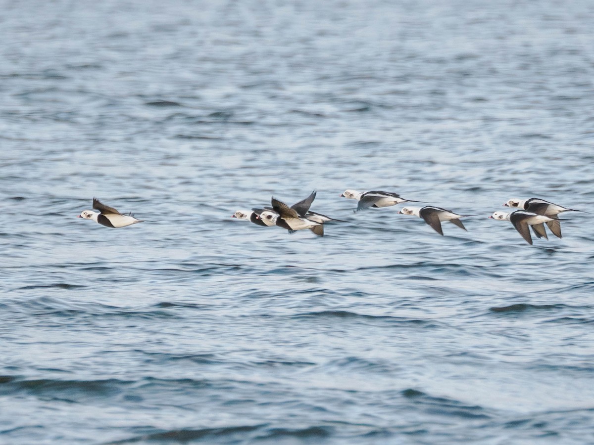 Long-tailed Duck - ML610237945
