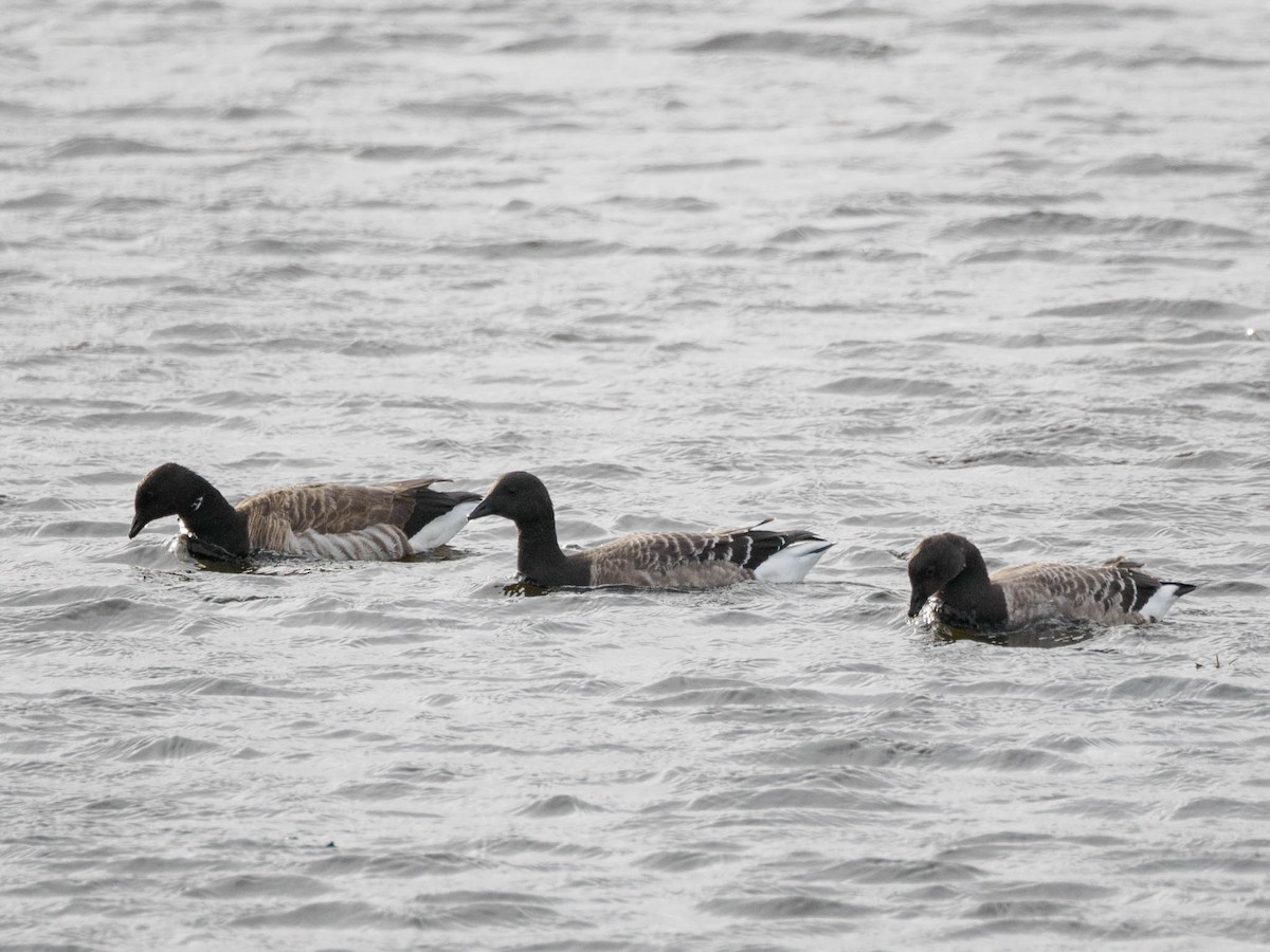 Brant - ML610237999