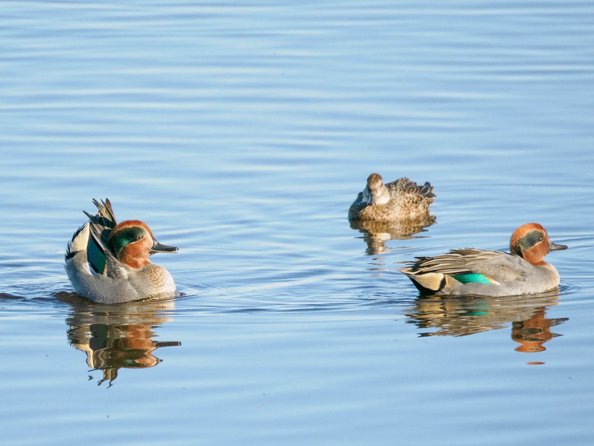 Green-winged Teal - ML610238043