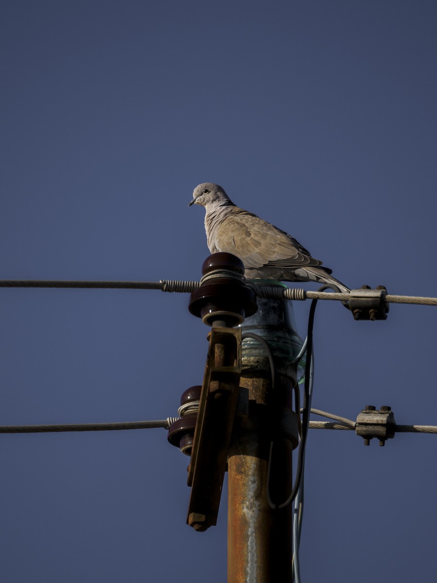 Eurasian Collared-Dove - ML610238068