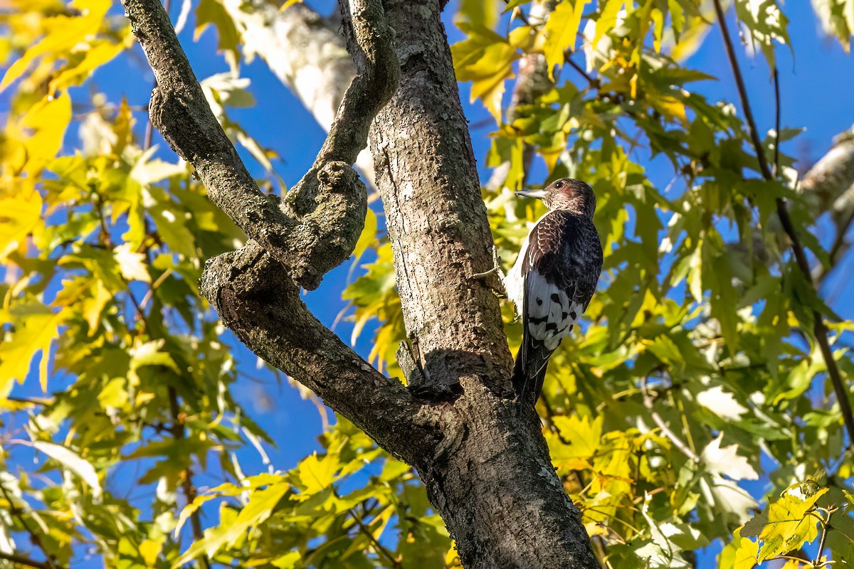 Red-headed Woodpecker - ML610238212