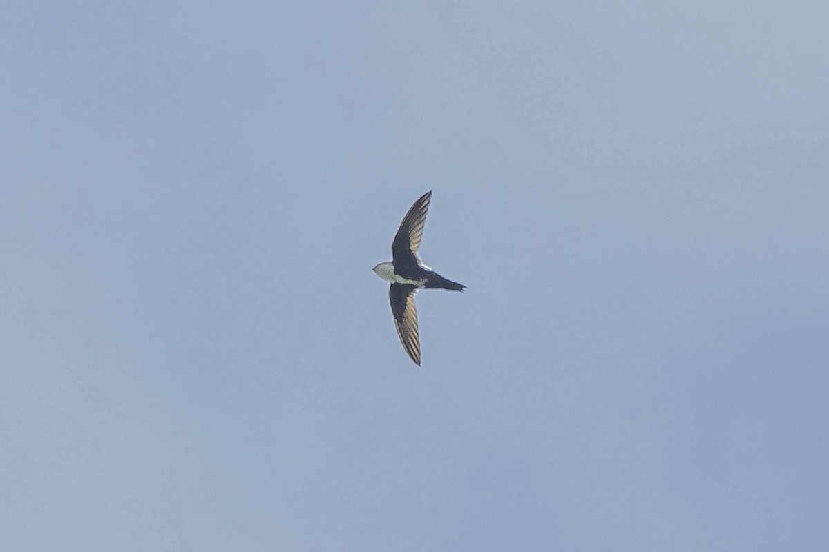 White-throated Swift - ML610238295