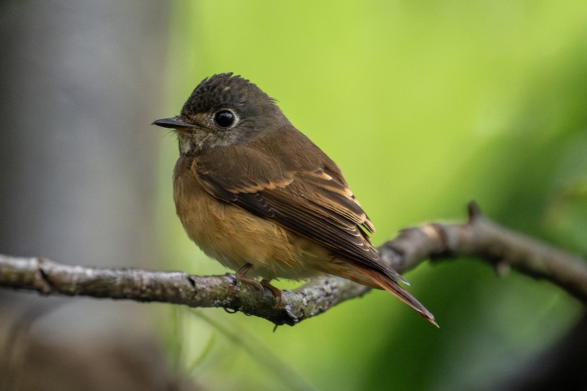 Ferruginous Flycatcher - ML610238314
