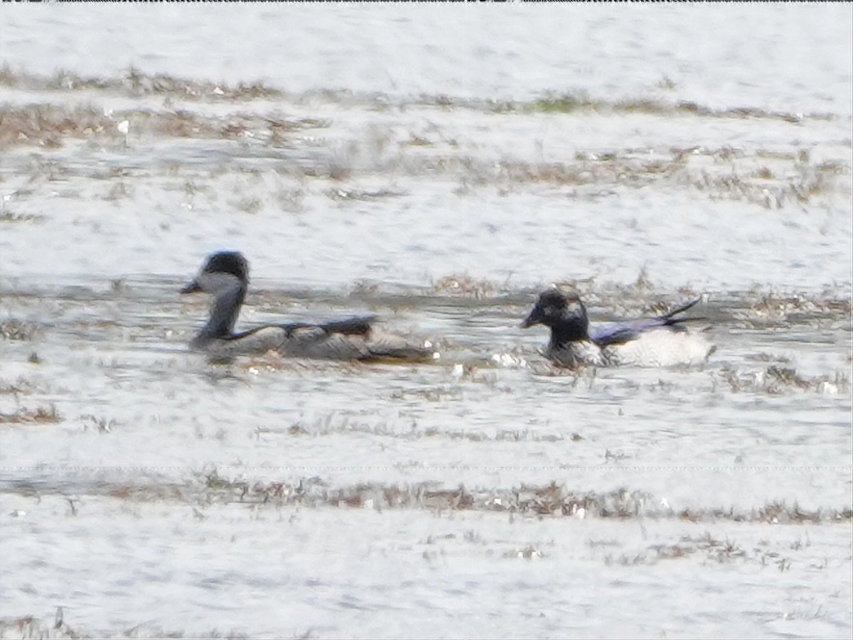 Green Pygmy-Goose - ML610238394