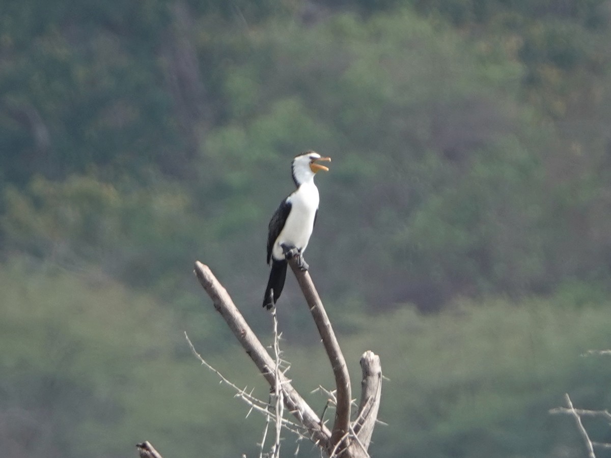 Little Pied Cormorant - ML610238401