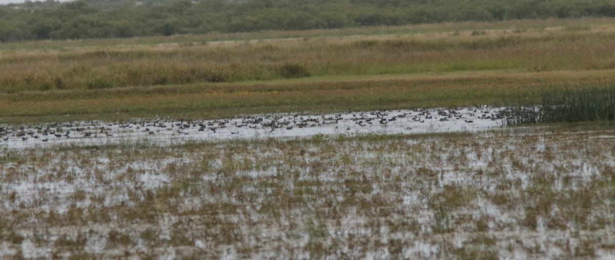 American Coot - ML610238402