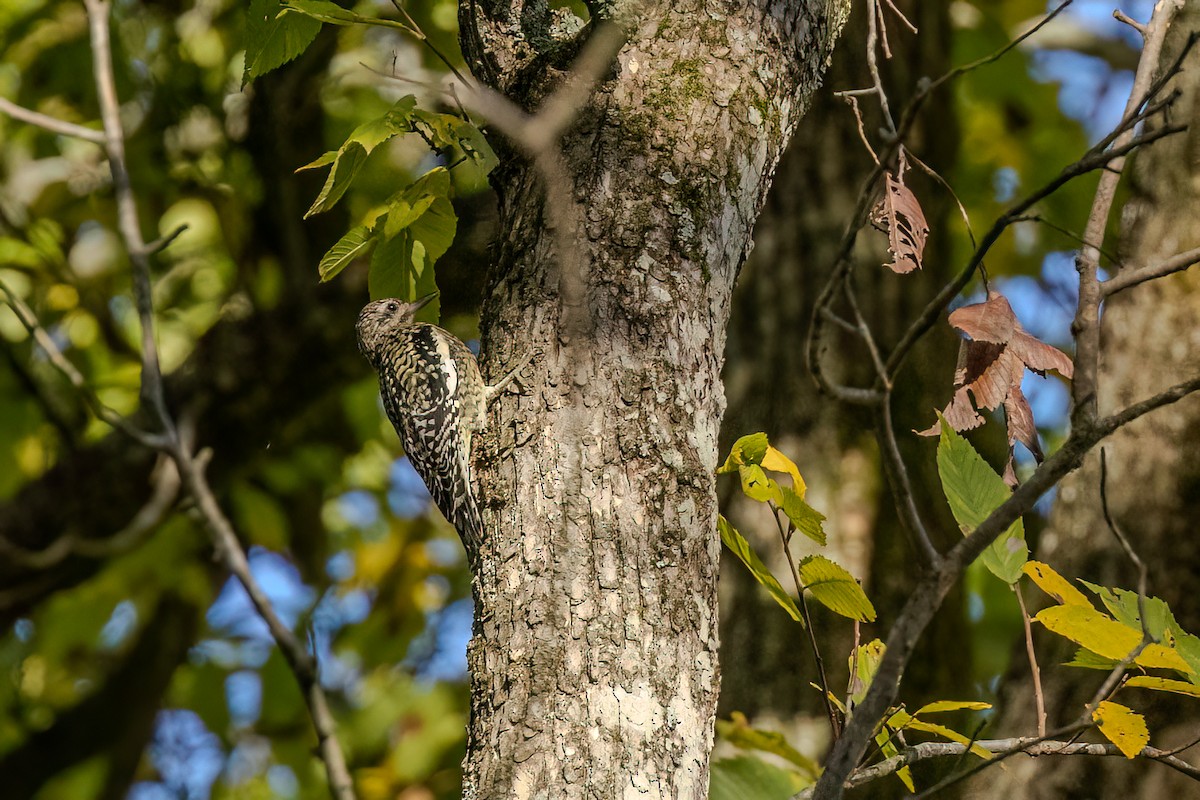 Yellow-bellied Sapsucker - Christine Hayden